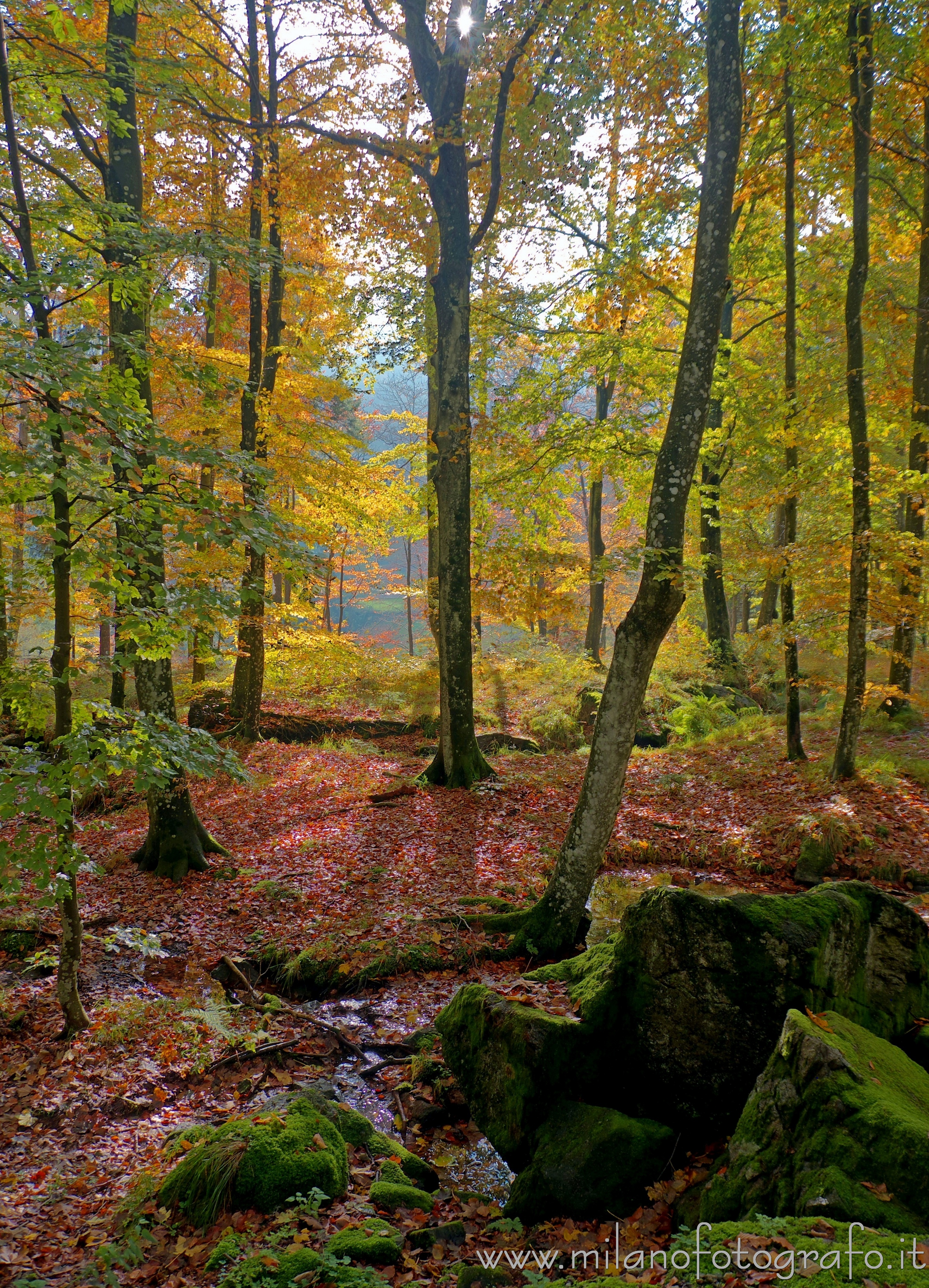 Biella - Bosco autunnale in controluce nei pressi del Santuario di Oropa